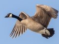 Canada Goose - Dunbar Cave SP, Clarksville, Montgomery County, February 19, 2021
