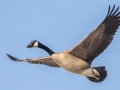 Canada Goose - Dunbar Cave SP, Clarksville, Montgomery County, February 19, 2021