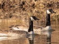 Canada Geese - Paris Landing State Park, Henry County, January 29, 2021