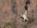 Osprey with nesting material - Cross Creeks NWR, Stewart County, March 26, 2021