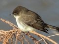 Eastern Phoebe - Dunbar Cave SP, Clarksville, Montgomery County, February 19, 2021