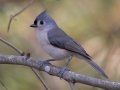Tufted Titmouse -Paris Landing State Park, Buchanan County, Nov 10, 2021