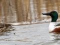 Northern Shoveler- Tennessee NWR Duck River Unit - Pool 5, Humphreys County, January 30, 2021