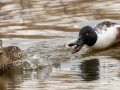 Northern Shoveler- Tennessee NWR Duck River Unit - Pool 5, Humphreys County, January 30, 2021