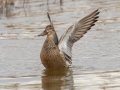 Northern Shoveler- Tennessee NWR Duck River Unit - Pool 5, Humphreys County, January 30, 2021