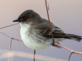 Eastern Phoebe - Dunbar Cave SP, Clarksville, Montgomery County, February 19, 2021