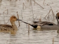 Northern Pintail (female and male) - Tennessee NWR Duck River Unit - Pool 5, Humphreys County, January 30, 2021