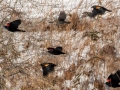 Red-winged Blackbirds - Dunbar Cave SP, Clarksville, Montgomery County, February 19, 2021