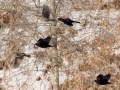 Red-winged Blackbirds - Dunbar Cave SP, Clarksville, Montgomery County, February 19, 2021