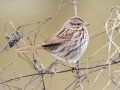 Song Sparrow  - Tennessee NWR Duck River Unit - Duck River--Kentucky Lake, Humphreys County, January 30, 2021