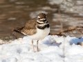 Killdeer - Dunbar Cave SP, Clarksville, Montgomery County, February 19, 2021