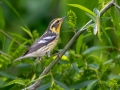 Blackburnian Warbler - Radnor Lake State Park Natural Area, Nashville, Davidson County, May 17, 2021