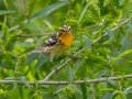 Blackburnian Warbler - Radnor Lake State Park Natural Area, Nashville, Davidson County, May 17, 2021