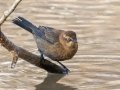 Rusty Blackbird - Dunbar Cave SP, Clarksville, Montgomery County, February 19, 2021