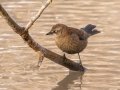 Rusty Blackbird - Dunbar Cave SP, Clarksville, Montgomery County, February 19, 2021