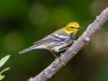 Black-throated Green Warbler - Radnor Lake State Park Natural Area, Nashville, Davidson County, May 17, 2021