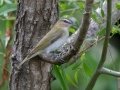 Red-eyed Vireo - Radnor Lake State Park Natural Area, Nashville, Davidson County, May 17, 2021