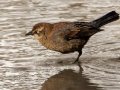 Rusty Blackbird - Dunbar Cave SP, Clarksville, Montgomery County, February 19, 2021
