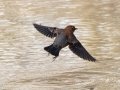 Rusty Blackbird - Dunbar Cave SP, Clarksville, Montgomery County, February 19, 2021