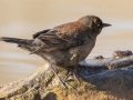 Rusty Blackbird - Dunbar Cave SP, Clarksville, Montgomery County, February 19, 2021