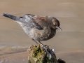 Rusty Blackbird - Dunbar Cave SP, Clarksville, Montgomery County, February 19, 2021