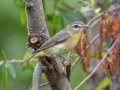 Philadelphia Vireo - Radnor Lake State Park Natural Area, Nashville, Davidson County, May 17, 2021