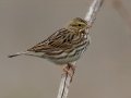 Savannah Sparrow  Tennessee NWR-Swamp Creek Rd., Henry County, Nov 3,  2021
