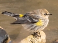 Yellow-rumped Warbler (Myrtle) - Dunbar Cave SP, Clarksville, Montgomery County, February 19, 2021
