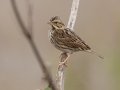Savannah Sparrow  Tennessee NWR-Swamp Creek Rd., Henry County, Nov 3,  2021