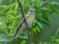 Philadelphia Vireo - Radnor Lake State Park Natural Area, Nashville, Davidson County, May 17, 2021