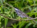 Blackpoll Warbler - Radnor Lake State Park Natural Area, Nashville, Davidson County, May 17, 2021