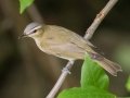 Red-eyed Vireo - Radnor Lake State Park Natural Area, Nashville, Davidson County, May 17, 2021