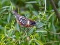Bay-breasted Warbler - Radnor Lake State Park Natural Area, Nashville, Davidson County, May 17, 2021