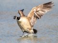 Canada Goose - Dunbar Cave SP, Clarksville, Montgomery County, February 19, 2021
