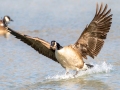 Canada Goose - Dunbar Cave SP, Clarksville, Montgomery County, February 19, 2021