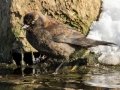Rusty Blackbird - Dunbar Cave SP, Clarksville, Montgomery County, February 19, 2021