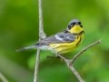Magnolia Warbler - Radnor Lake State Park Natural Area, Nashville, Davidson County, May 17, 2021