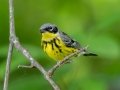 Magnolia Warbler - Radnor Lake State Park Natural Area, Nashville, Davidson County, May 17, 2021