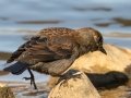 Rusty Blackbird - Dunbar Cave SP, Clarksville, Montgomery County, February 19, 2021