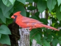 Northern Cardinal (male) - Radnor Lake State Park Natural Area, Nashville, Davidson County, May 17, 2021
