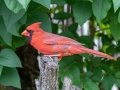 Northern Cardinal (male) - Radnor Lake State Park Natural Area, Nashville, Davidson County, May 17, 2021