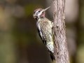 Yellow-bellied Sapsucker - Lake Barkley, River Rd, Dover, Stewart County, Nov 4, 2021