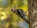 Yellow-bellied Sapsucker - Lake Barkley, River Rd, Dover, Stewart County, Nov 4, 2021
