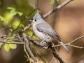 Tufted Titmouse - Lake Barkley WMA, River Rd, Stewart County, Nov 4, 2021