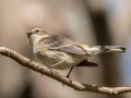 Yellow-rumped Warbler (Myrtle)