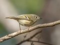 Ruby-crowned Kinglet - Lake Barkley WMA, Dover, Stewart County, Nov 4, 2021