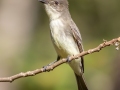Eastern Phoebe - Tennessee NWR--Duck River Unit--Refuge Rd. Wildlife Loop, Humphreys County, Oct 26, 2021