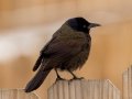 Common Grackle - Yard Birds, Clarksville, Montgomery County, February 18, 2021