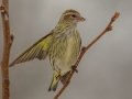 Pine Siskin - Yard Birds, Clarksville, Montgomery County, February 18, 2021