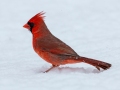 Northern Cardinal (male) - Yard Birds, Clarksville, Montgomery County, February 18, 2021